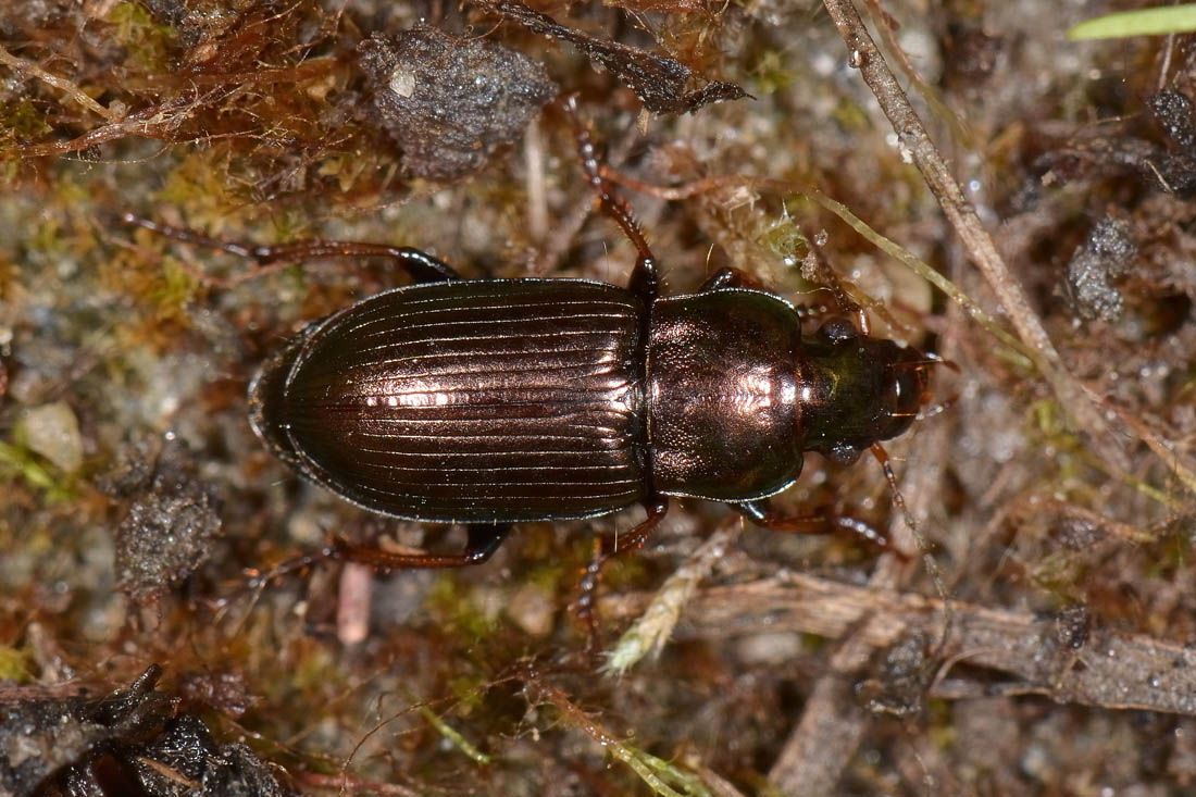 Carabidae: Harpalus distinguendus